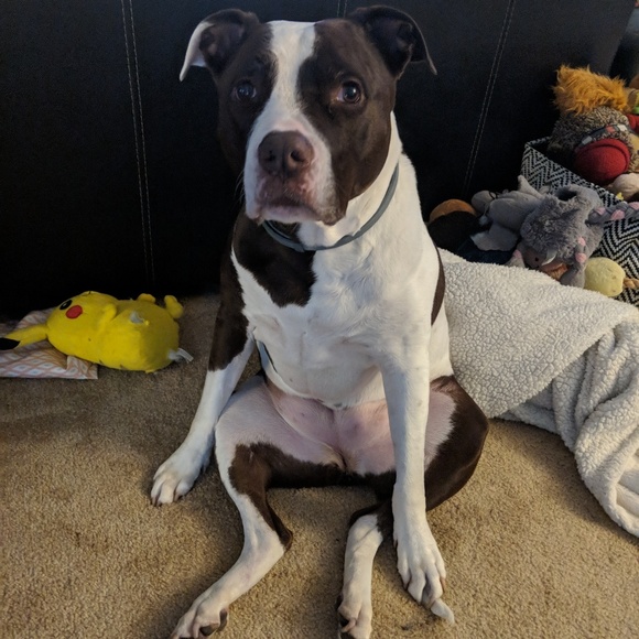 Meet Your Posher, Trisha - Picture 3 of 3